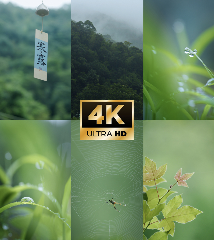 4k寒露竖版｜二十四节气露珠枫叶秋天风景