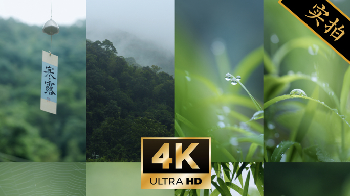 4k寒露竖版｜二十四节气露珠枫叶秋天风景