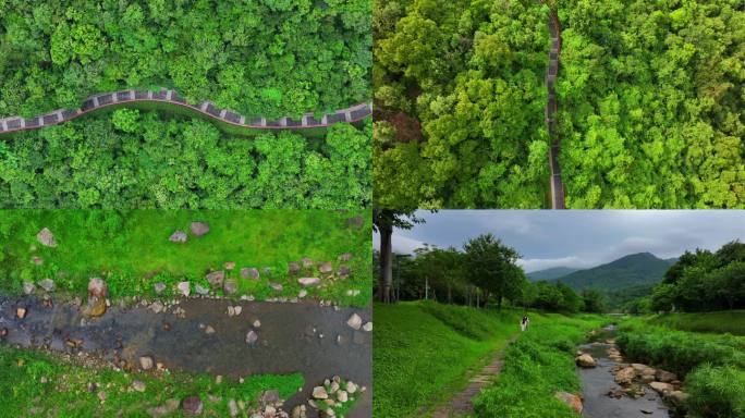 罗湖绿道 绿美深圳 梧桐山河 淘金山绿道