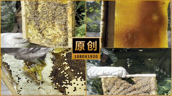 养蜂人收割蜂蜜