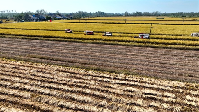 秋天稻田里收割机在田里面农民丰收秋收航拍