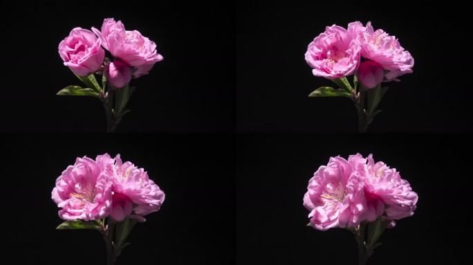 碧桃花开延时摄影