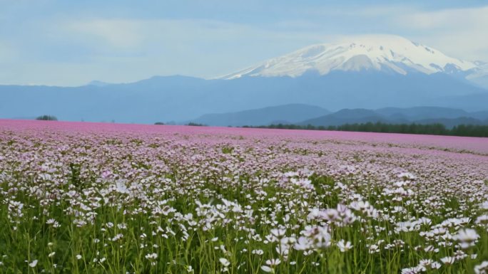 风中摇曳的格桑花 花海