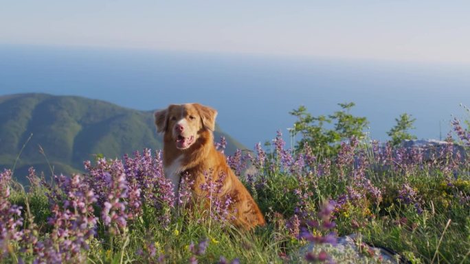 新斯科舍鸭鸣猎犬在野花的田野