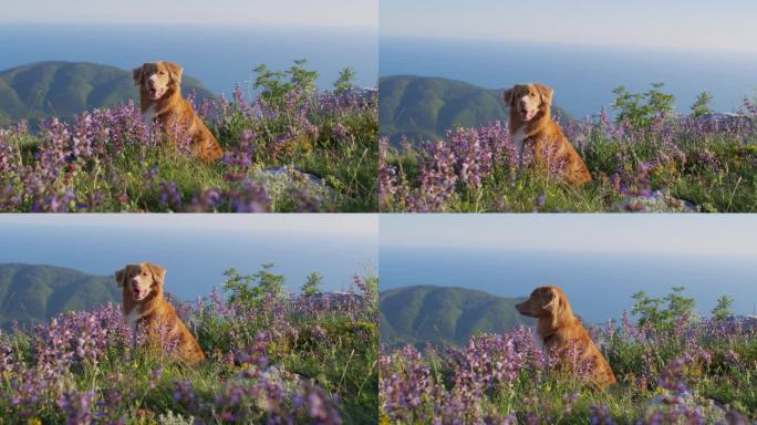 新斯科舍鸭鸣猎犬在野花的田野