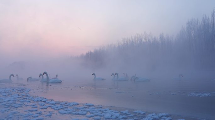 白天鹅冬日晨曦中煽动翅膀与雪花共舞