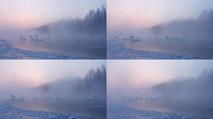 白天鹅冬日晨曦中煽动翅膀与雪花共舞