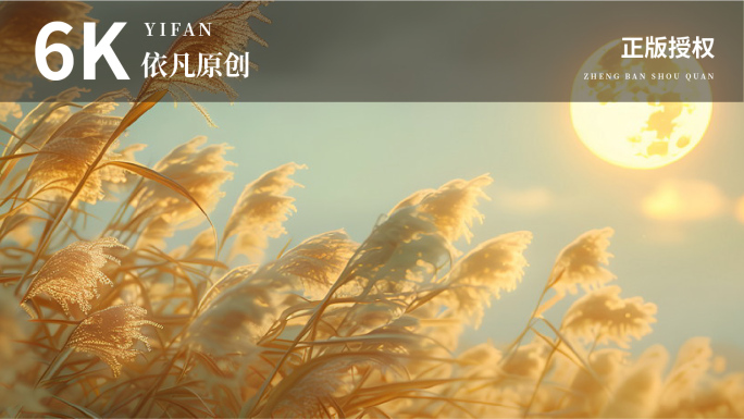 6K宽屏 芦苇唯美芦苇夕阳下的芦苇