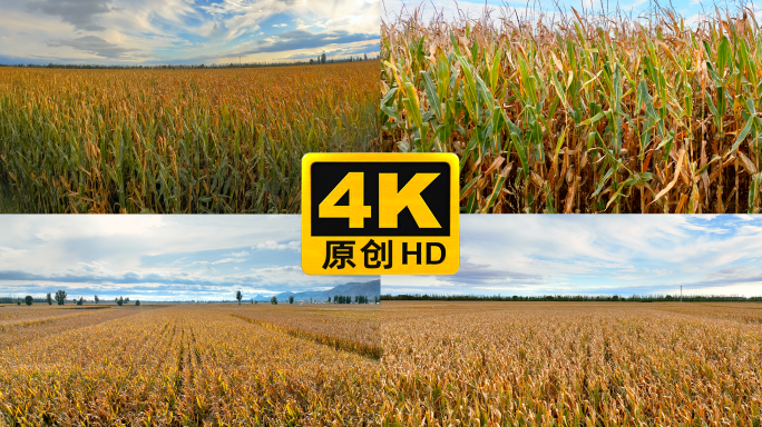 秋收玉米地合集（4K）