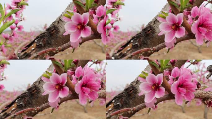 桃花特写横移镜头