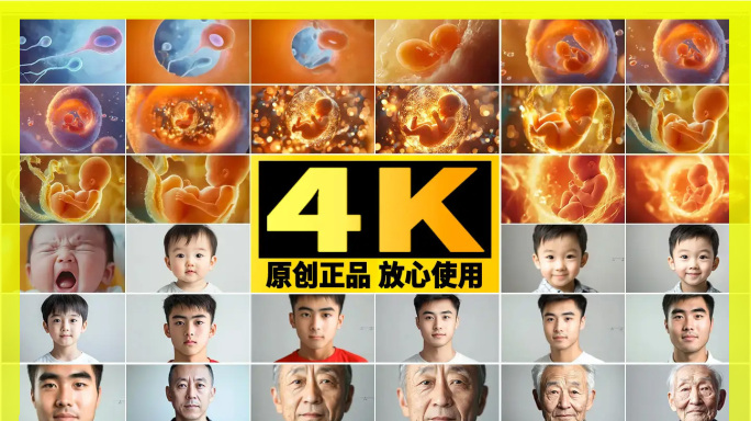 【一生旅程 】人类进化 生长发育全过程