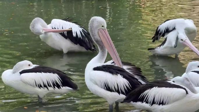 奇妙的鸟鹈鹕，这种鸟的拉丁名字是Pelecanus illatuas，它有一个袋状的喙，这是它的特点