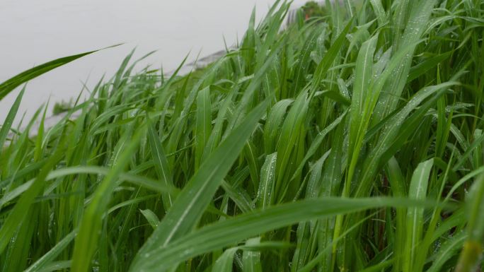 风吹雨打的草