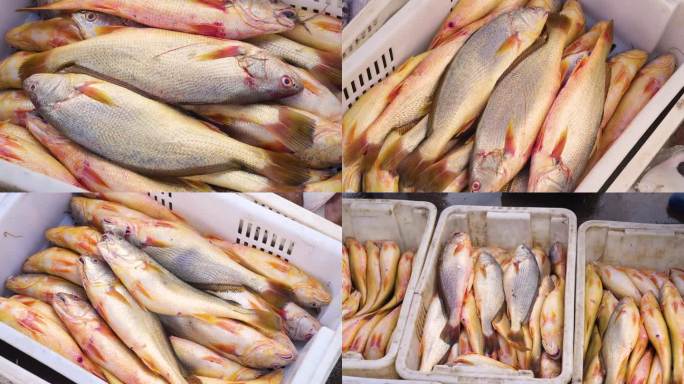 海捕野生黄鱼，名贵鱼类