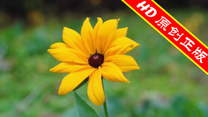 【原创】黑心金光菊花的特写适合过渡片头