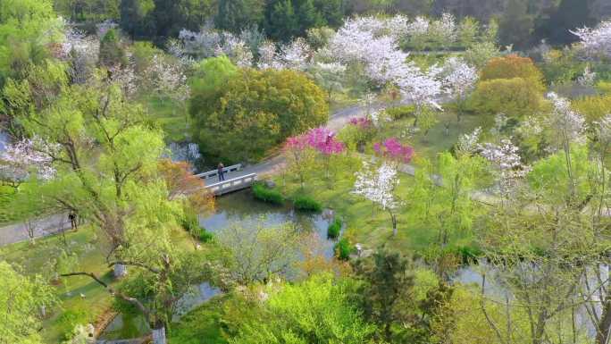 南京 樱花 美景 春色 航拍 公园102