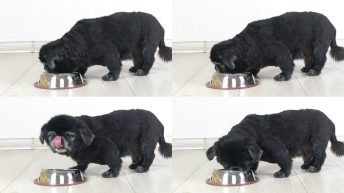 可爱的老狗吃东西