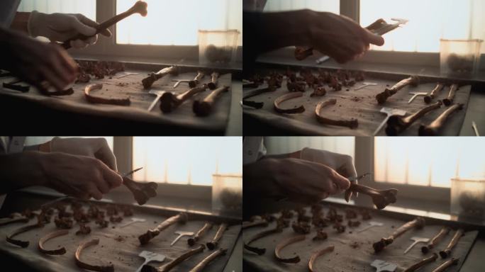 女科学家或考古学家使用测量工具测量骨骼