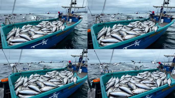 渔业：北海渔船上捕获的大量鲭鱼