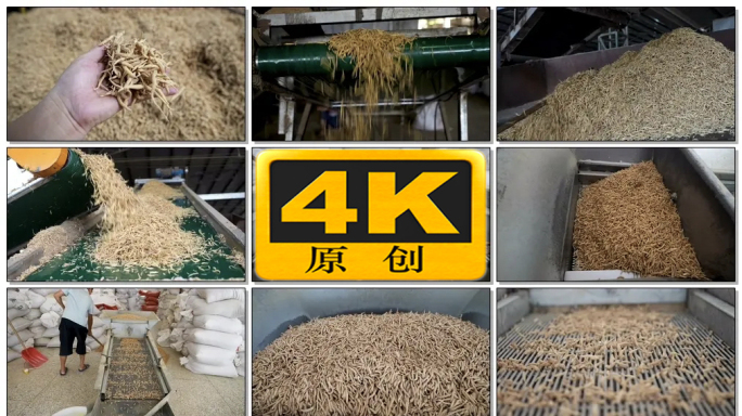 中药材太子参加工自动化生产线4k实拍