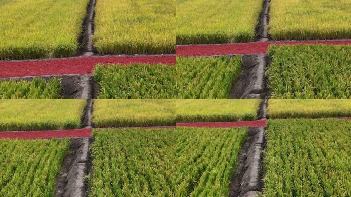 航拍农业水稻田地大米乡村振兴秋天丰收