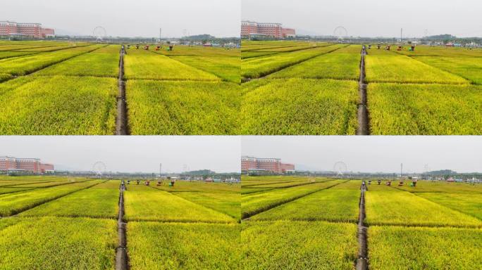 航拍农业水稻田地大米乡村振兴秋天丰收