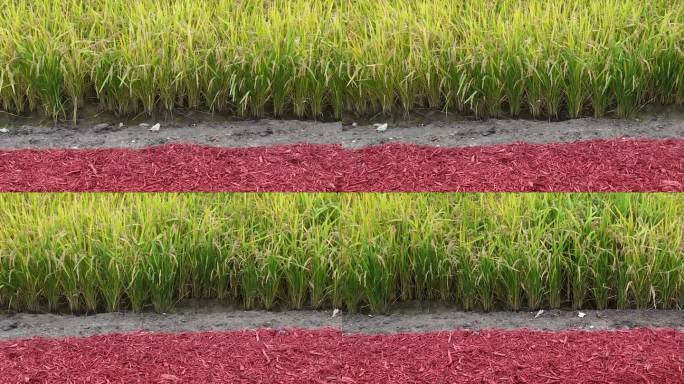 航拍农业水稻田地大米乡村振兴秋天丰收