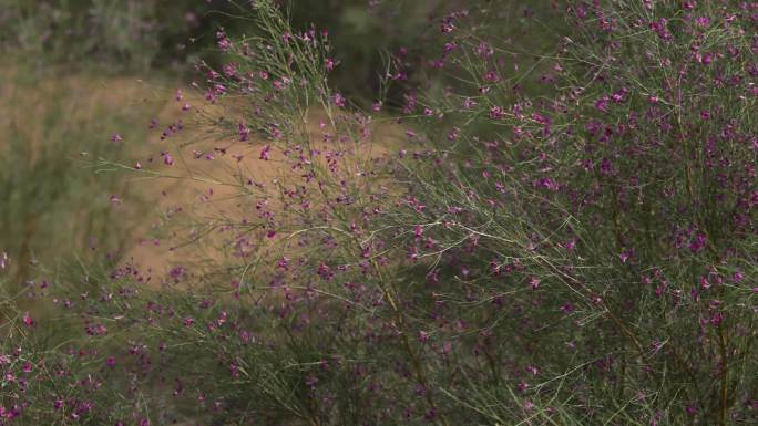 花棒 荒漠化治理 生态治理 造林 种树