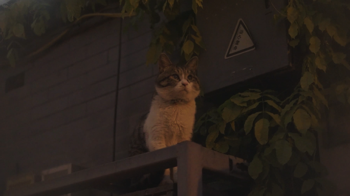 夜晚屋檐上的流浪猫