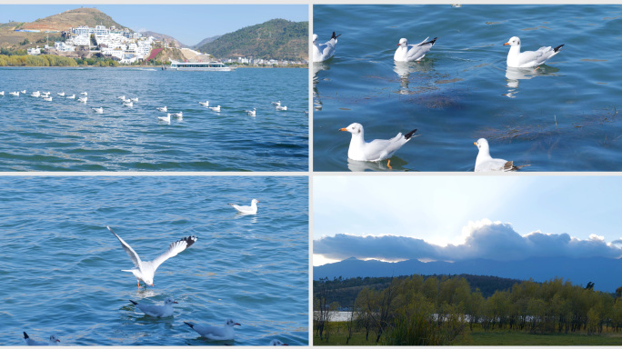 大理海鸥 悠闲 惬意 诗意