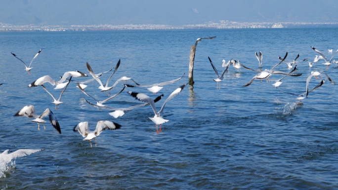 大理海鸥 悠闲 惬意 诗意