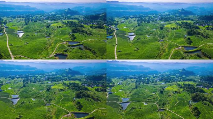 白茶茶叶基地航拍延时4k农业美丽