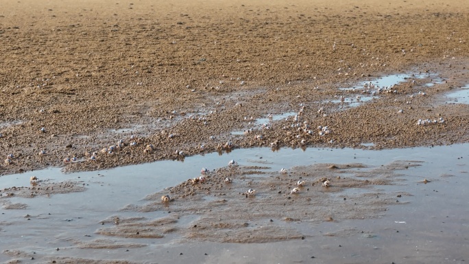 湿地一群小螃蟹