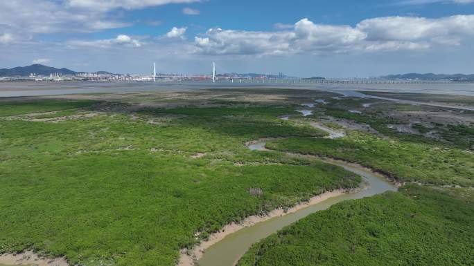 红树林 九龙江入海口