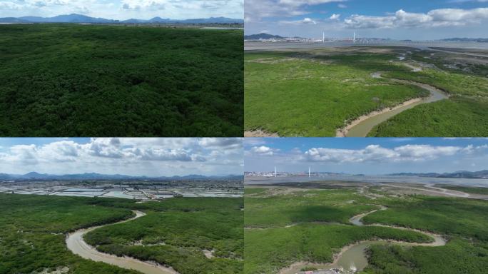 红树林 九龙江入海口