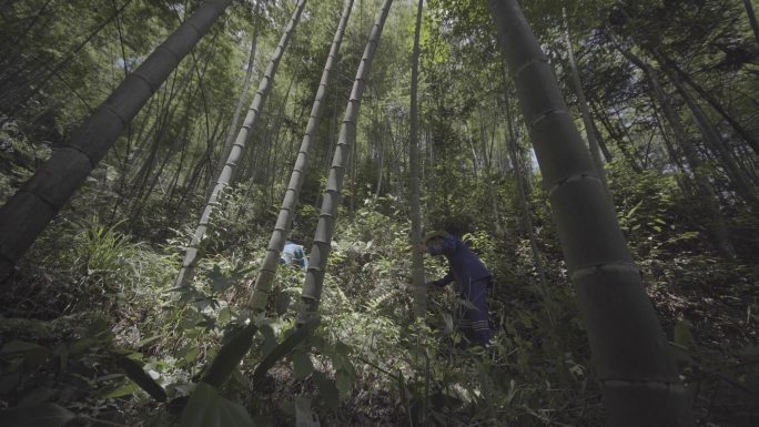 农民爬山上山砍竹子4K