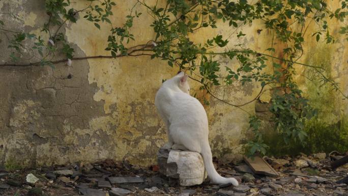 角落里的猫 墙角的猫 流浪猫