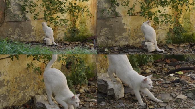 角落里的猫 墙角的猫 流浪猫