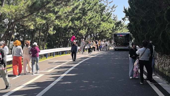 航拍威海市环翠区猫头山环海路秋季观光巴士