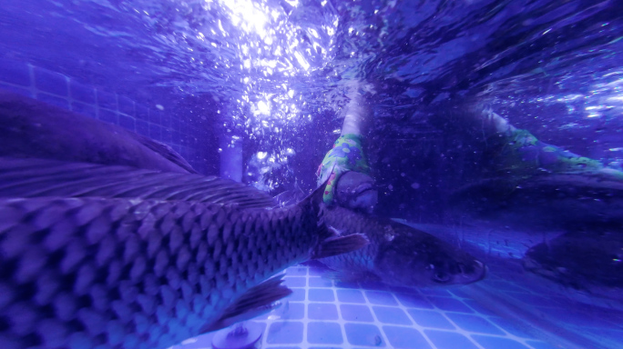 菜市场鱼贩抓鱼