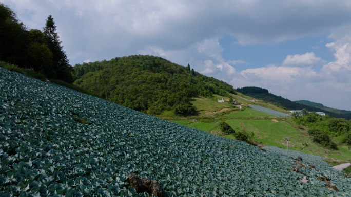高山蔬菜