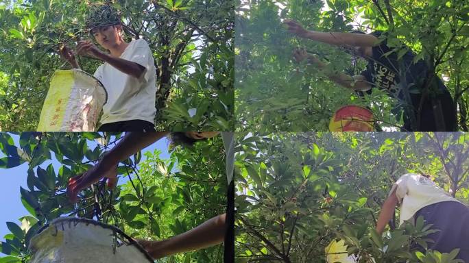 广西桂南大山种植八角林果农上树摘八角特写