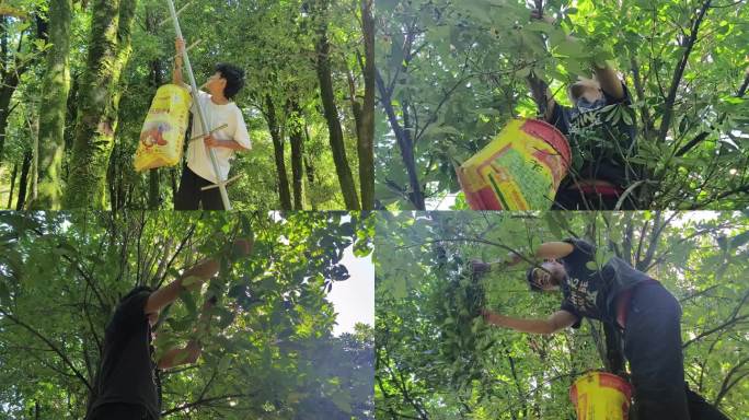 村民摘八角深山八角老林果农上树摘八角特写