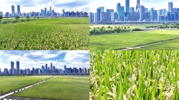 杭州市通透钱江世纪城稻田4k素材