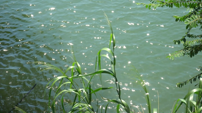 唯美水面湖面空镜素材