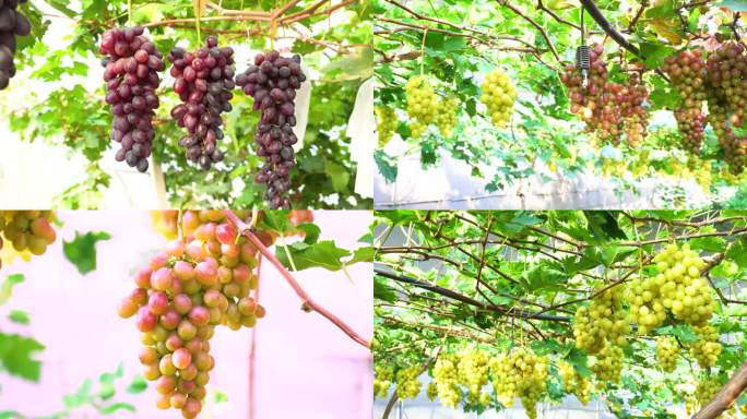 葡萄园大丰收