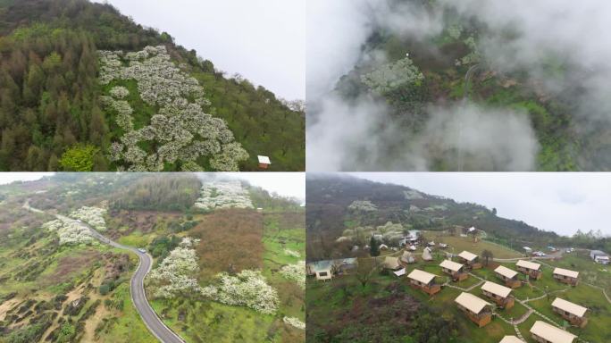 四川大邑大坪山云雾下的李花盛开