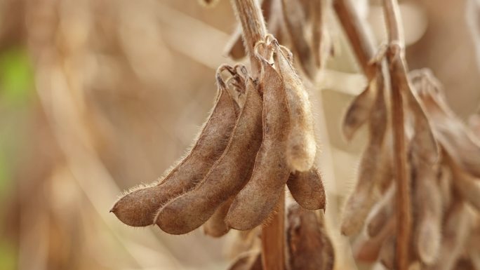 种植的农作物大豆黄豆成熟收获