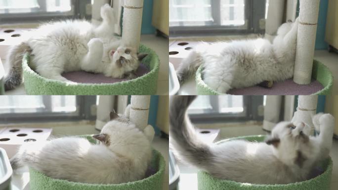 玩猫抓板的猫