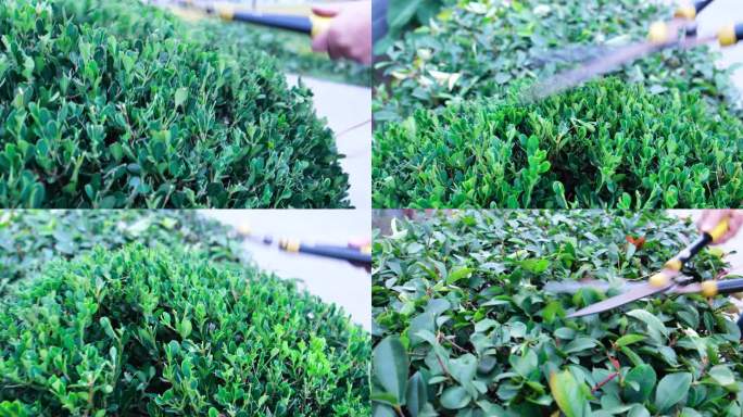 4K修剪绿化带园艺剪树叶